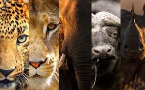 African Safari Animals: Fascinating Facts You Didn’t Know