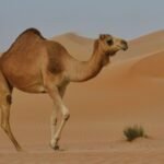 Desert Animals: Masters Of Survival In The Harshest Climates
