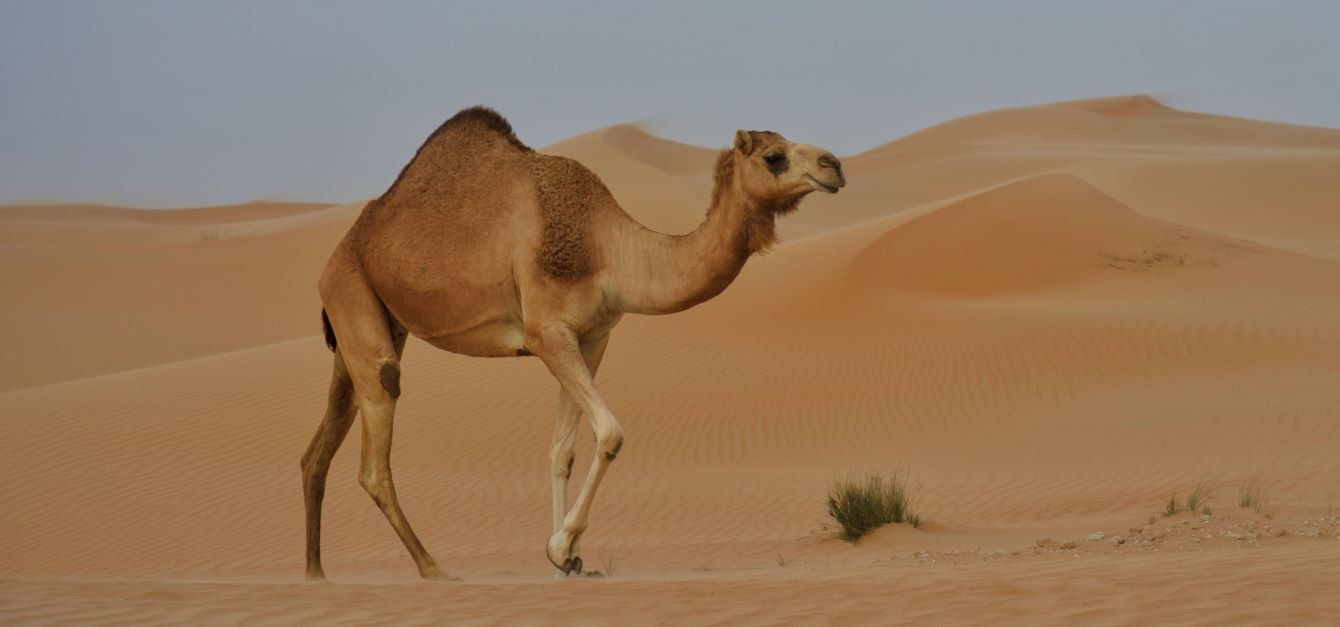 Desert Animals: Masters Of Survival In The Harshest Climates