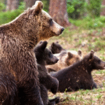 The Role Of Grizzly Bears In Ecosystems: Guardians Of The Forest