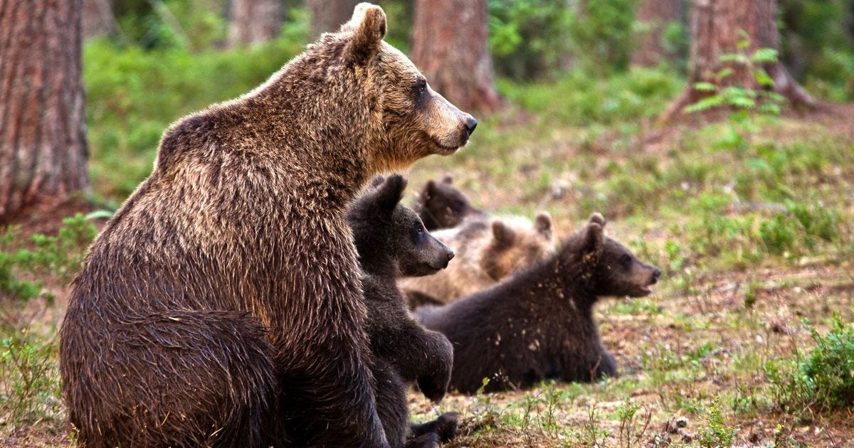 The Role Of Grizzly Bears In Ecosystems: Guardians Of The Forest