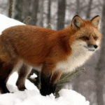 Red Fox In The Wild: Master Of Adaptation And Survival