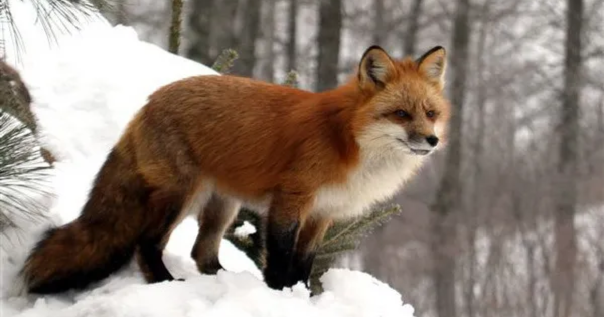 Red Fox In The Wild: Master Of Adaptation And Survival