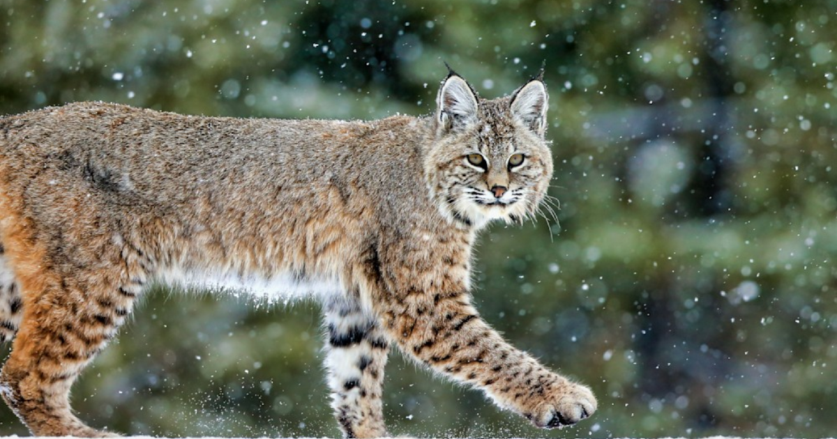 The Elusive Bobcat: Secrets Of America’s Stealthy Wildcat